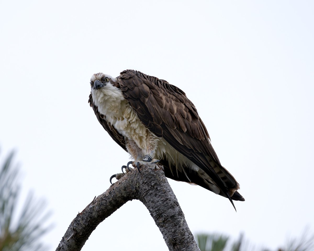  One of the great banding successes is this Osprey, banded as a chick in 2018 at the Newport nest, who eventually ended mating with an Osprey in San Diego and raising chicks of their own since 2021.   Photo Credit Michelle Brittain, all rights reserv