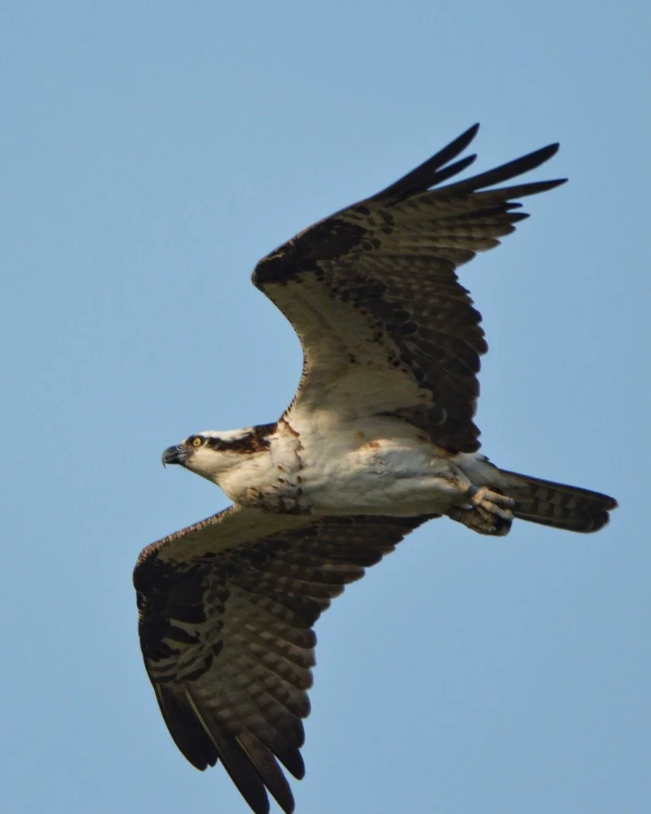  Another special Osprey, this female was banded as a chick at the Newport nest in 2008, and is often seen at the San Joaquin Wildlife Sanctuary where she has nested in the past and successfully raised chicks of her own.  Her most recent band sighting