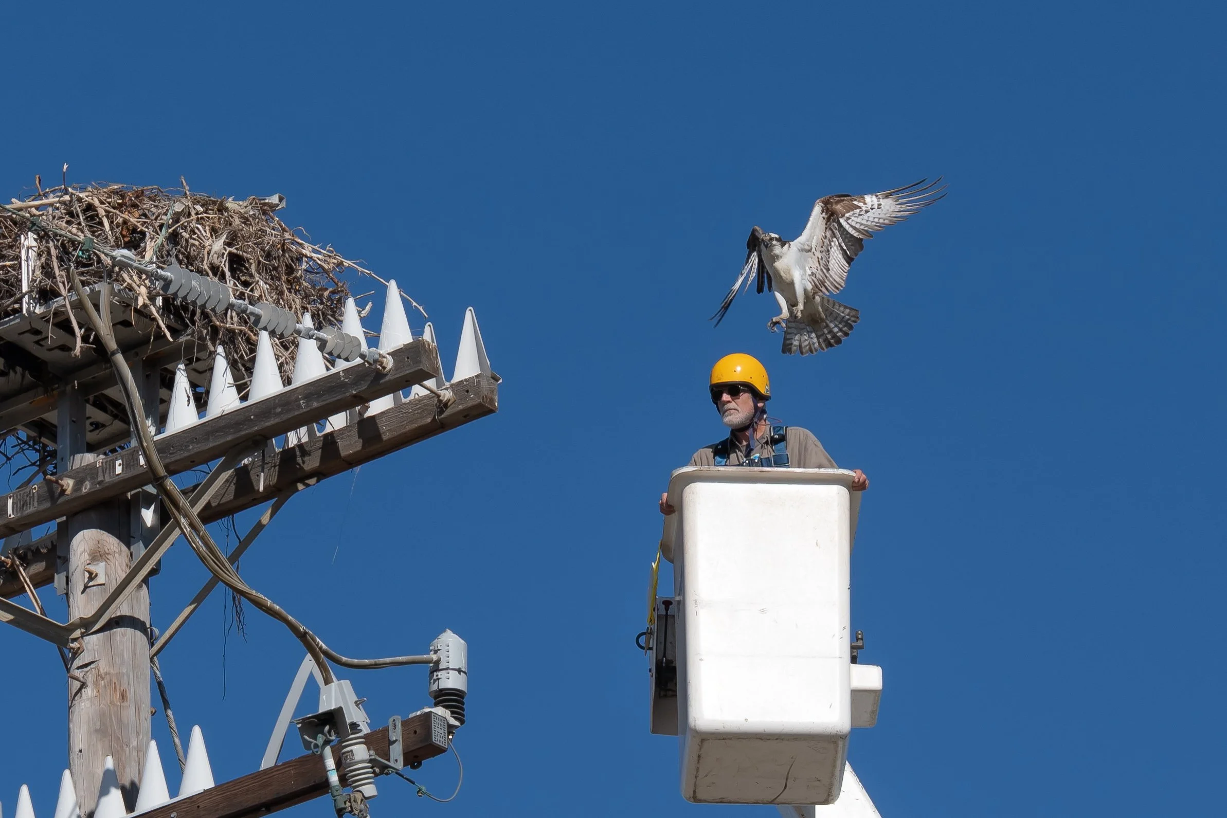  Osprey parents can be very protective of their nests and chicks, so wearing protective gear is important!   Photo Credit Melissa Borde (CDFW), all rights reserved - used with permission.  