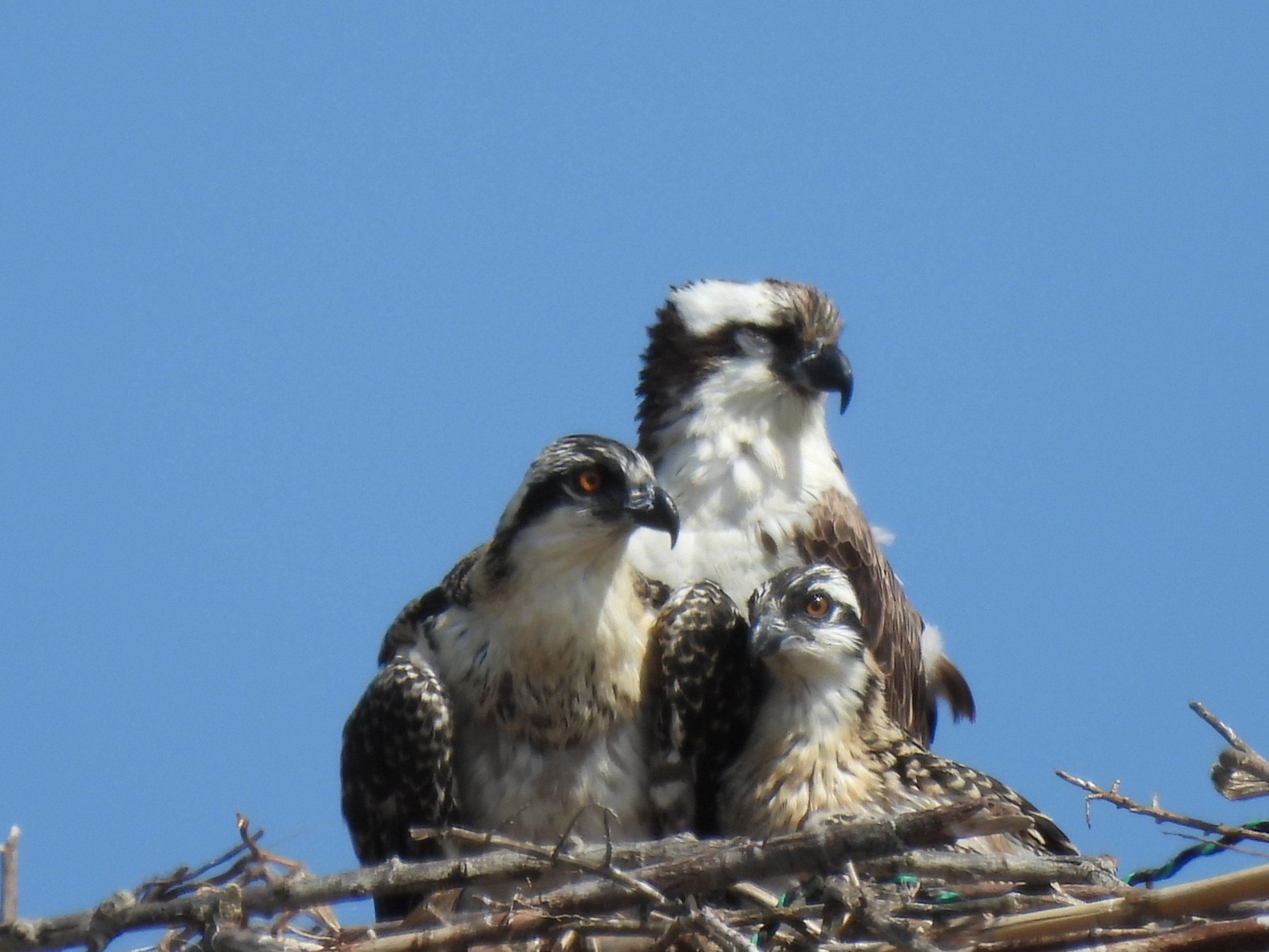  A beautiful shot of a doting parent (likely the female) watching over her two young chicks.  Males often catch fish and bring it to the nest, while the female stays behind to guard the nest.  When the father drops off a meal, the mother will rip and