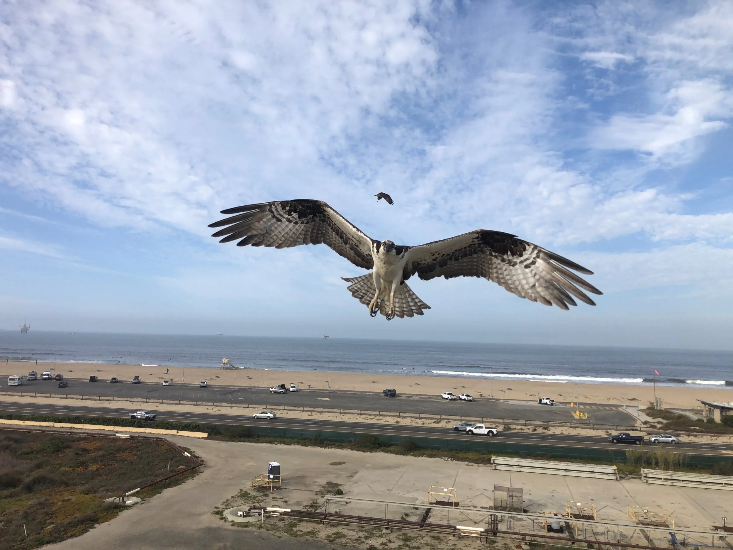  Pete Bloom snapped a quick photo of the view from the Osprey nest, with both parents circling overhead.  They picked a great spot, with enviable  beachfront views and easy access to great fishing in the Pacific Ocean.   Photo Credit Pete Bloom, all 