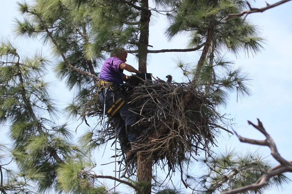   Accessing the nest of eagles requires a climber/arborist that is specially trained to handle raptor chicks.  The climber will remove the chicks from the nest and quickly but gently lower them in a soft bag to the ground, where permitted biologists 