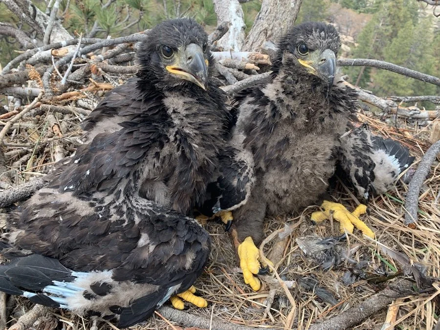   Two banded chicks in the nest at Lake Hemet, CA (2019).    Photo Credit Jim Campbell-Spickler - all rights reserved (used with permission)  