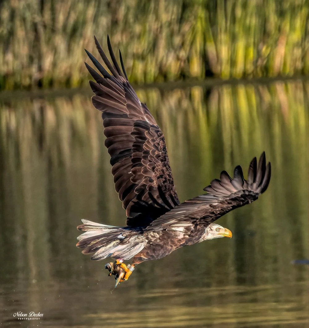   This Bald Eagle was encountered in 2020 near Atascadero, CA – the survival of this eagle is of special interest as a dangerous tangle of fishing line was removed from the chick’s legs when it was banded in 2017.&nbsp; We can see in the photos that 