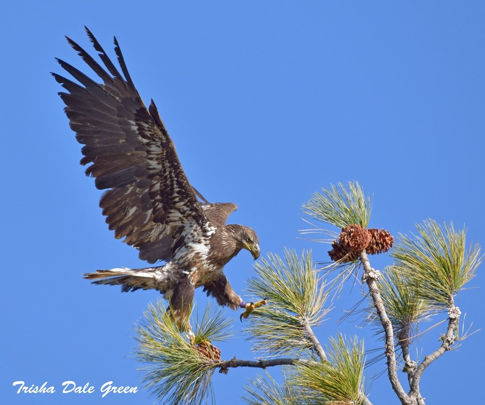   A resight in April 2024 of a Bald Eagle banded as a chick almost exactly 2 years prior in 2022 at Lake Hemet, CA.     Photo Credit Trisha Dale Green - all rights reserved (used with permission)  
