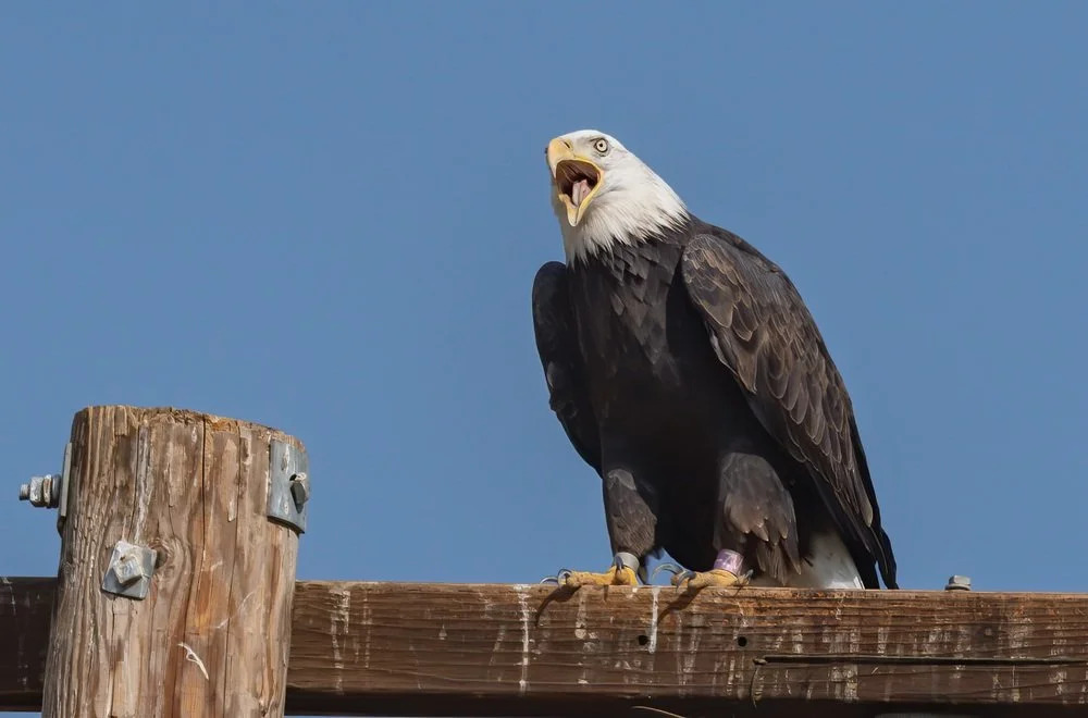   A resight in October 2020 of a Bald Eagle banded as a chick in 2017 at Lake Hemet, CA. This eagle is already showing mostly adult plumage at age 3.5    Photo Credit Wendy Miller - all rights reserved (used with permission)  