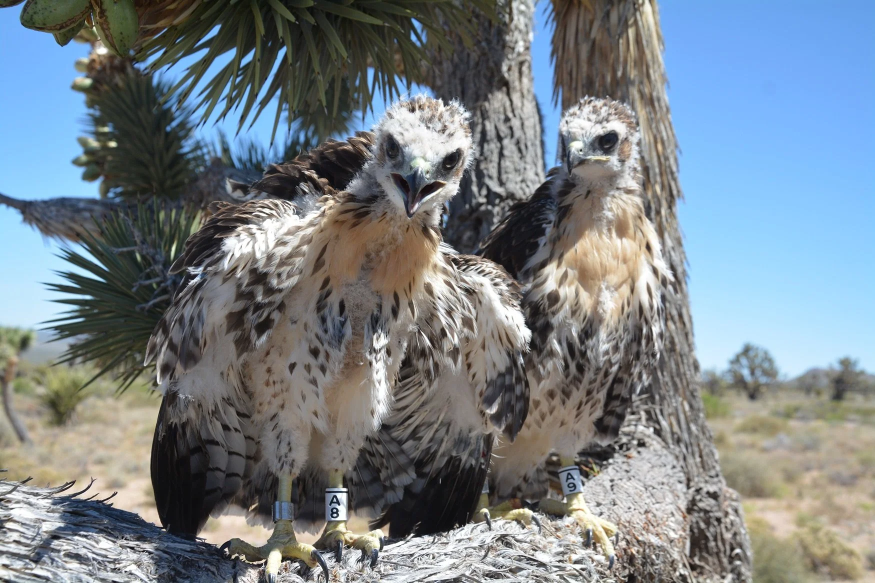 Two recently banded red-tailed hawk chicks are returned to their nest in a Joshua Tree. They each have a metal federal band and a white color band with a  two-digit code, which makes them easy to recognize if encountered in the future.