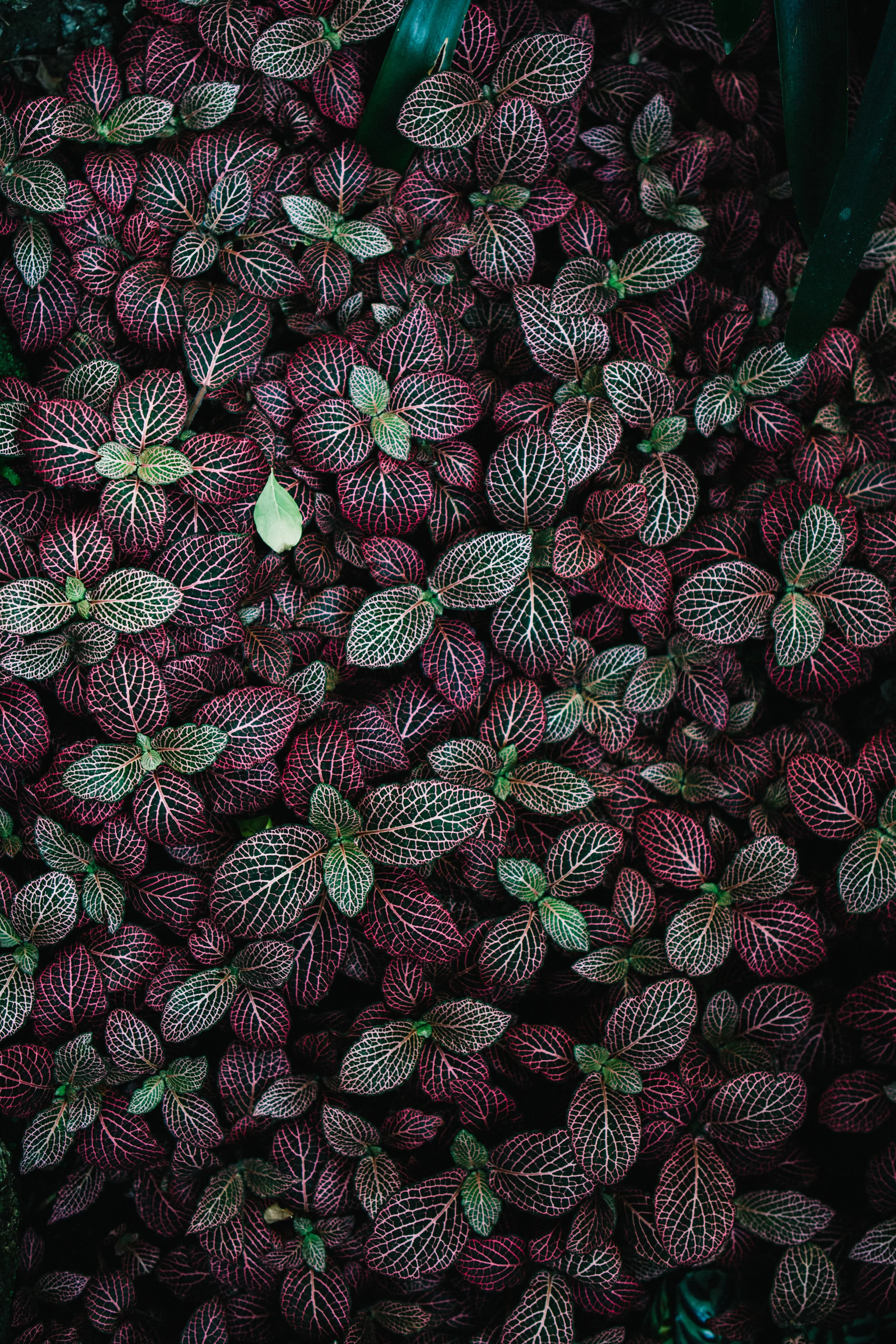 0S5A7147.jpg