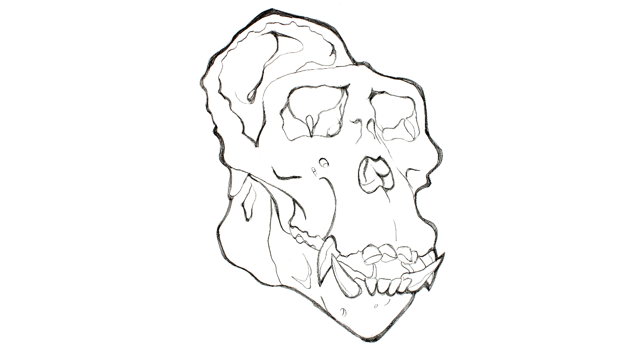 Skull_Morph.gif