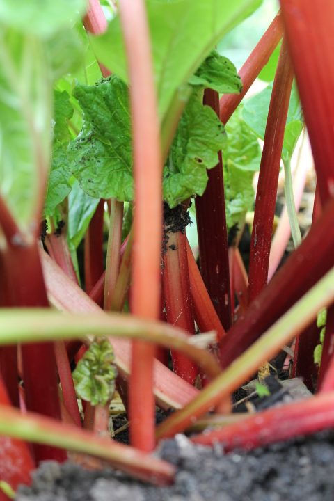 A maze through the rhubarb!