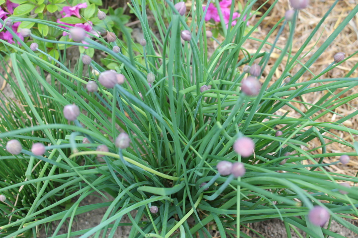 Chive flower heads.