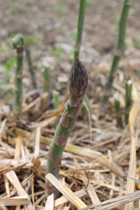 Asparagus growing in the garden.