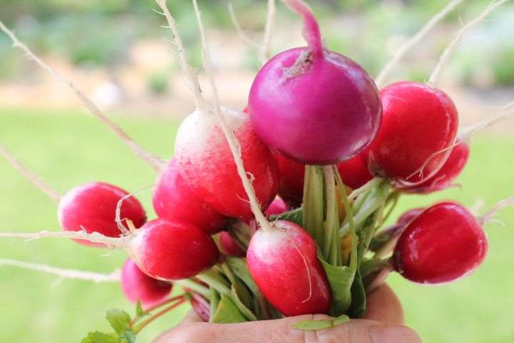 Handful of radish.