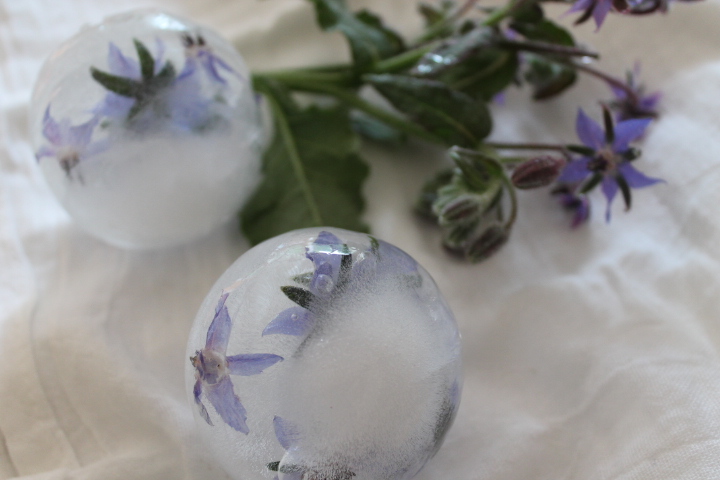 Spheres of ice with Borage flowers also known as Star flower!