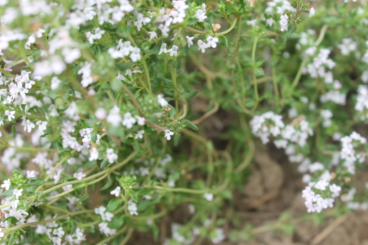 Thyme growing in my garden!