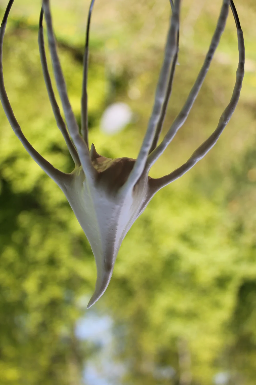 Maple Sugar Meringues!