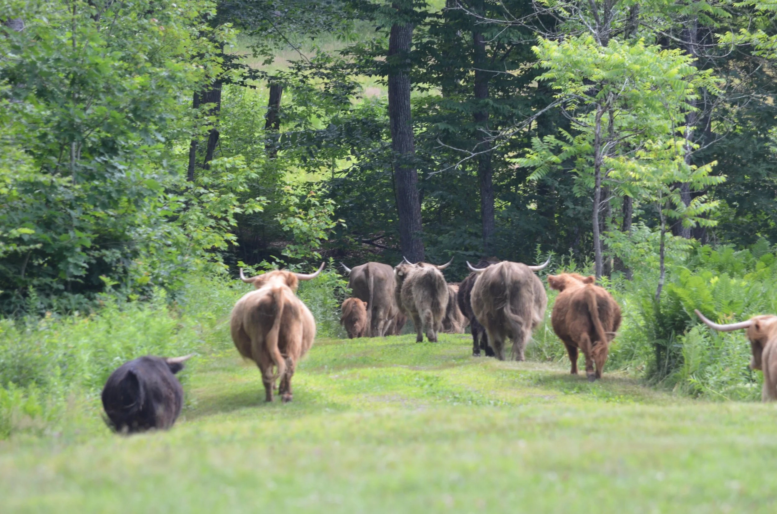 When the cows come home and they are not your cows