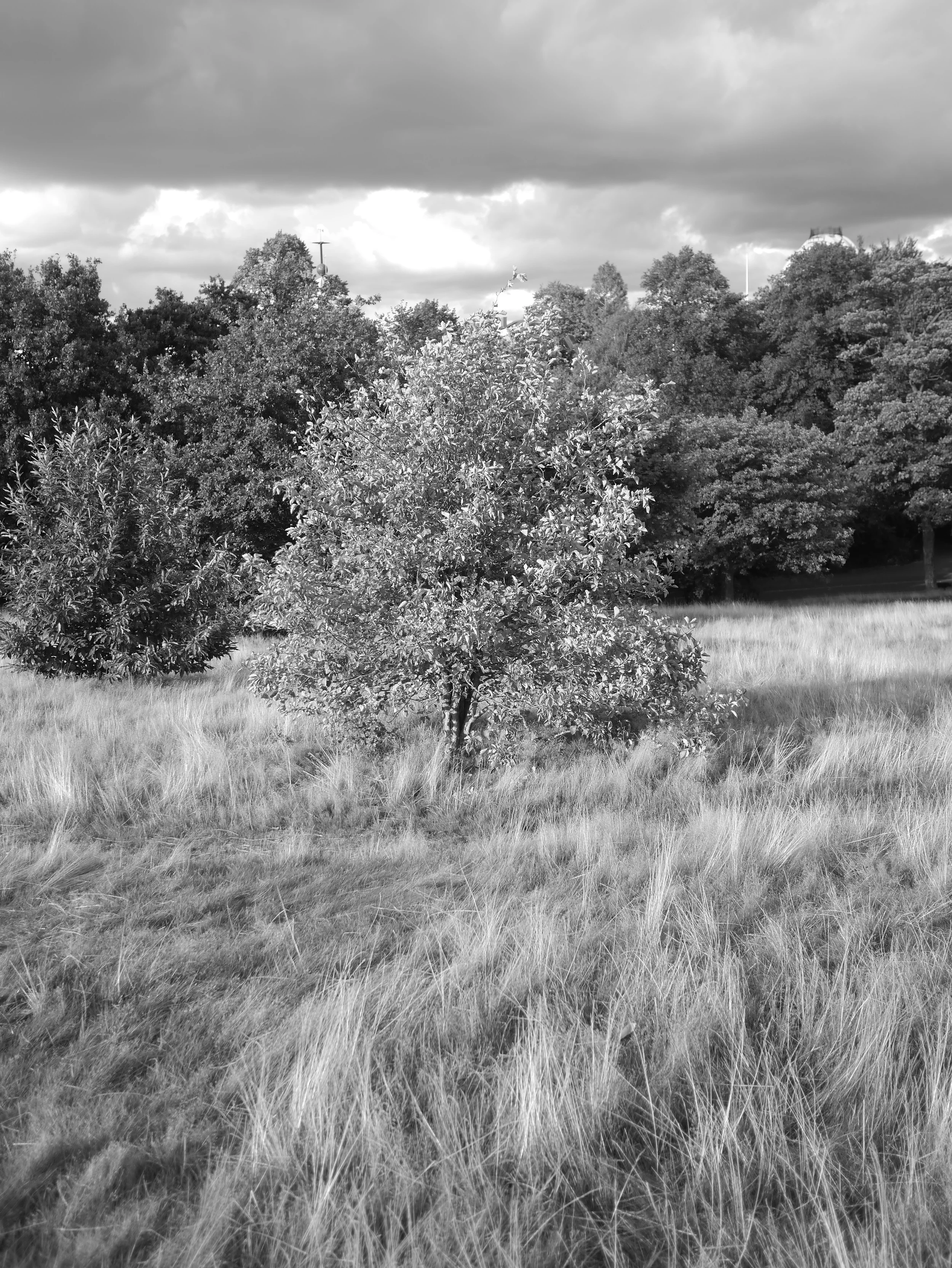 BW44