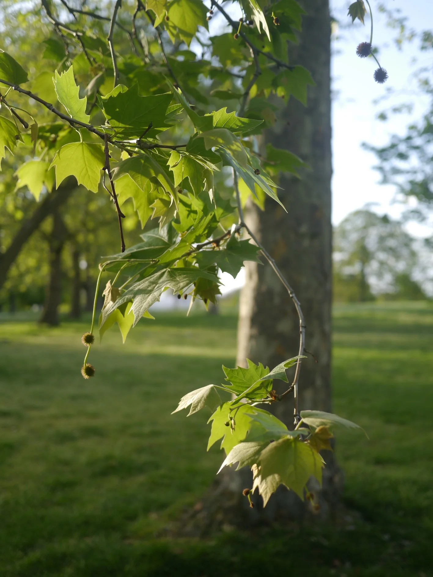 _1050899.jpg