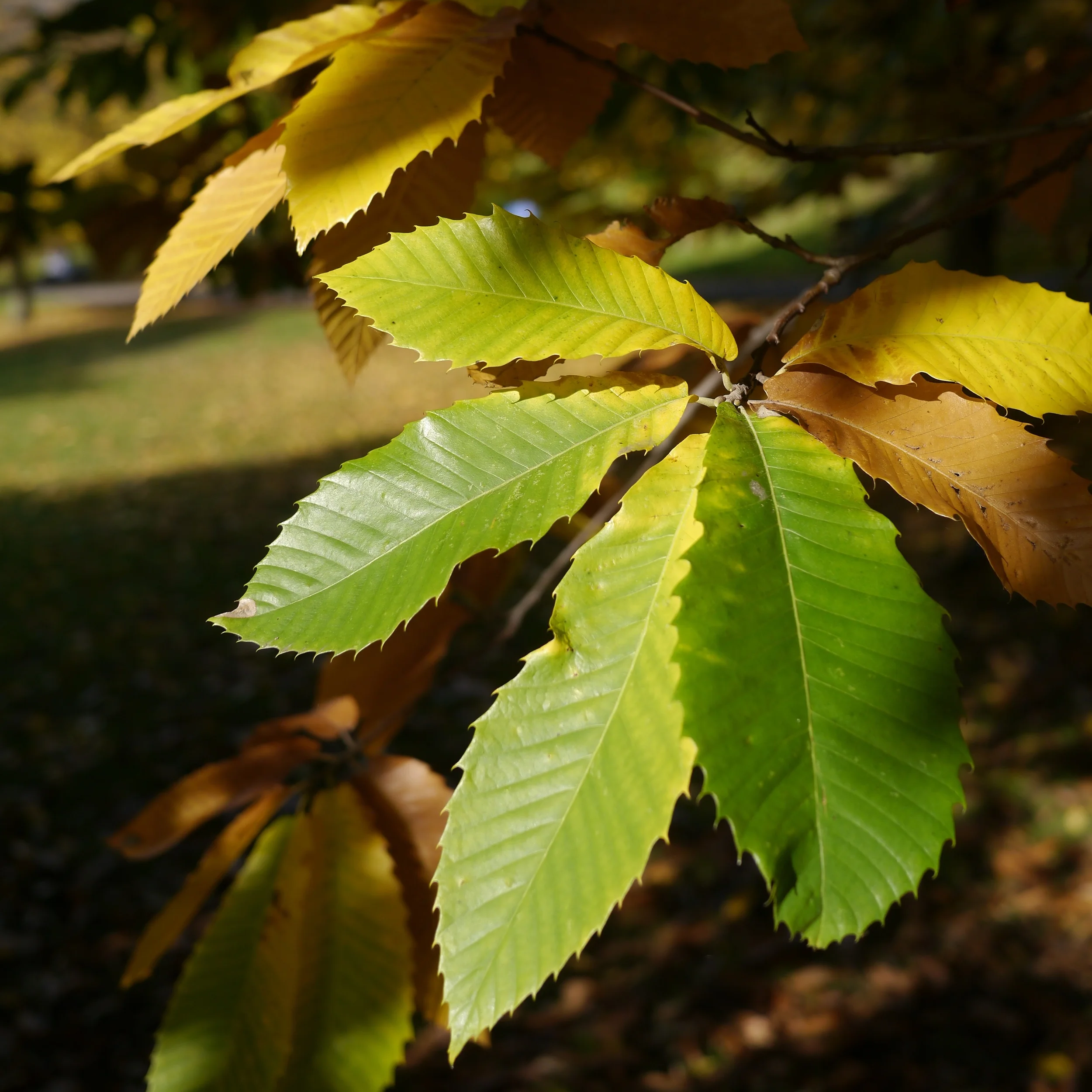 _1070637.jpg