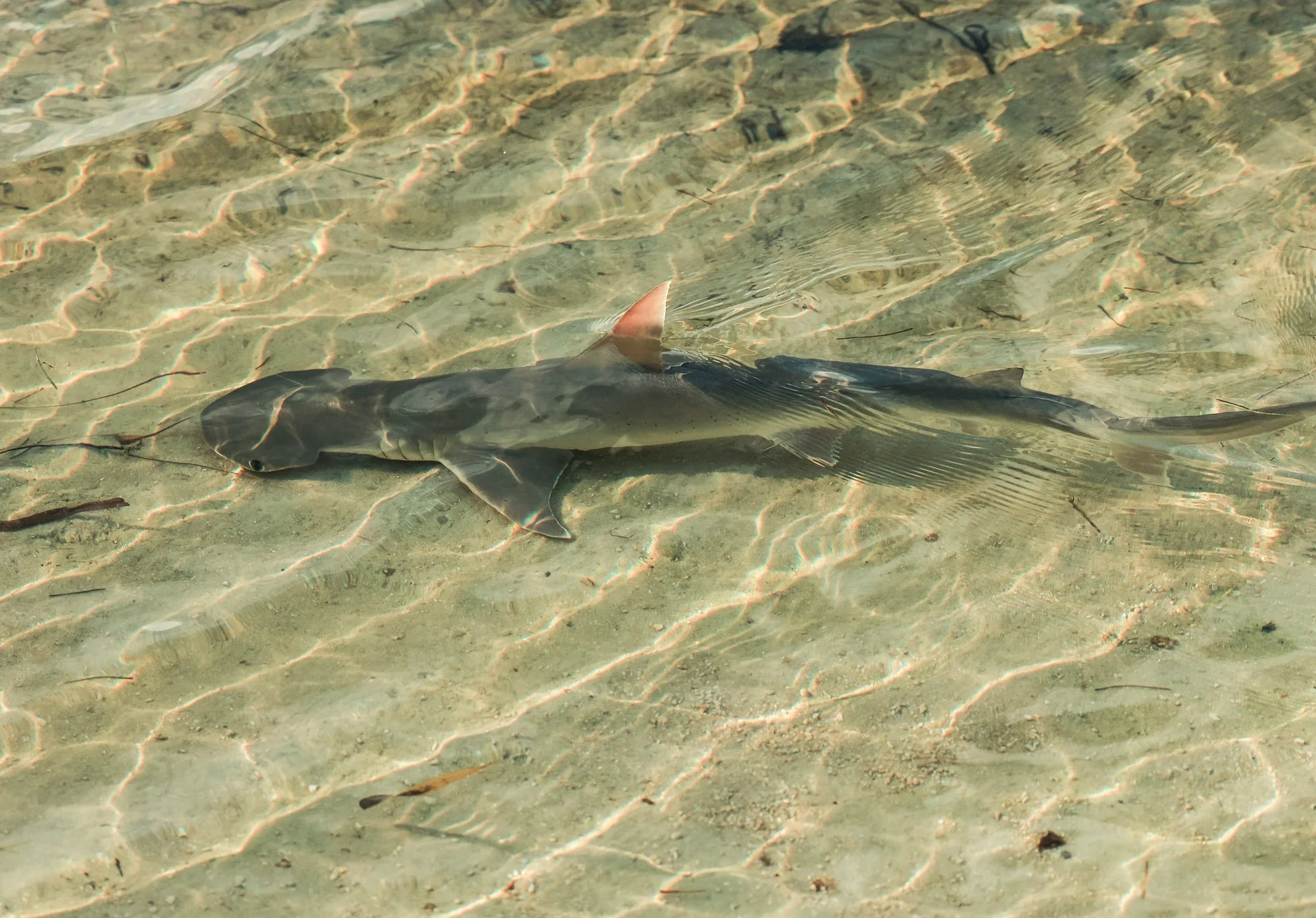 CD__0955.jpg