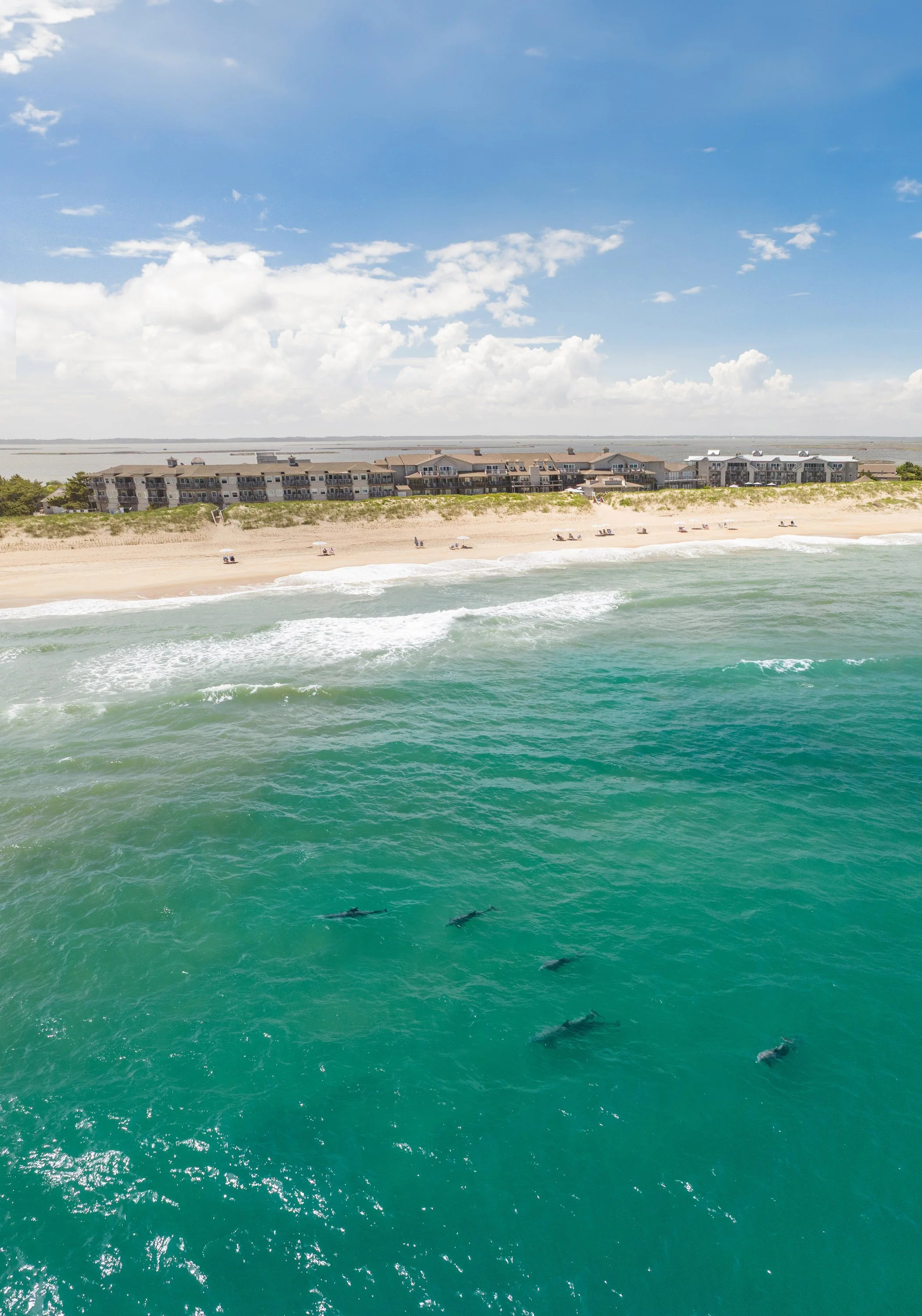 dolphin vertical.jpg