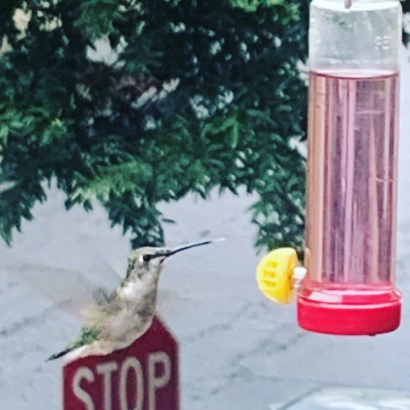 I have so many hummingbirds this year they drink a container a day.  They&rsquo;ve started drinking while I&rsquo;m sitting beside them #hummingbird #atlanta #birds