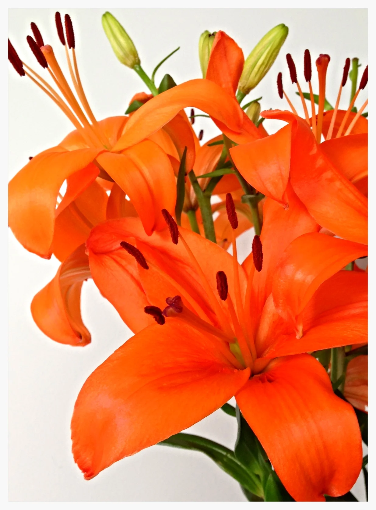 lovely lilies in bloom