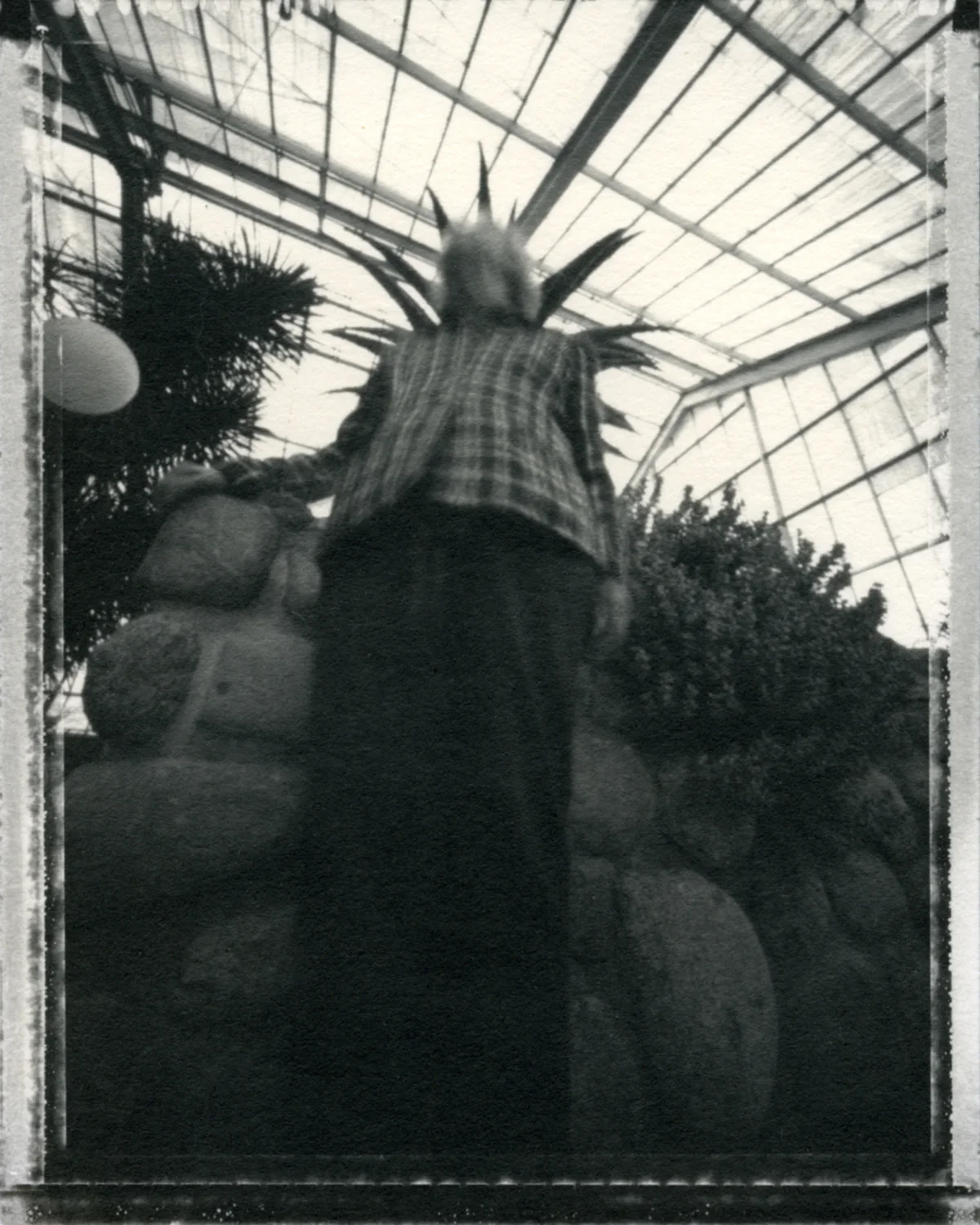  brace-stille,  crown,  ziatype 