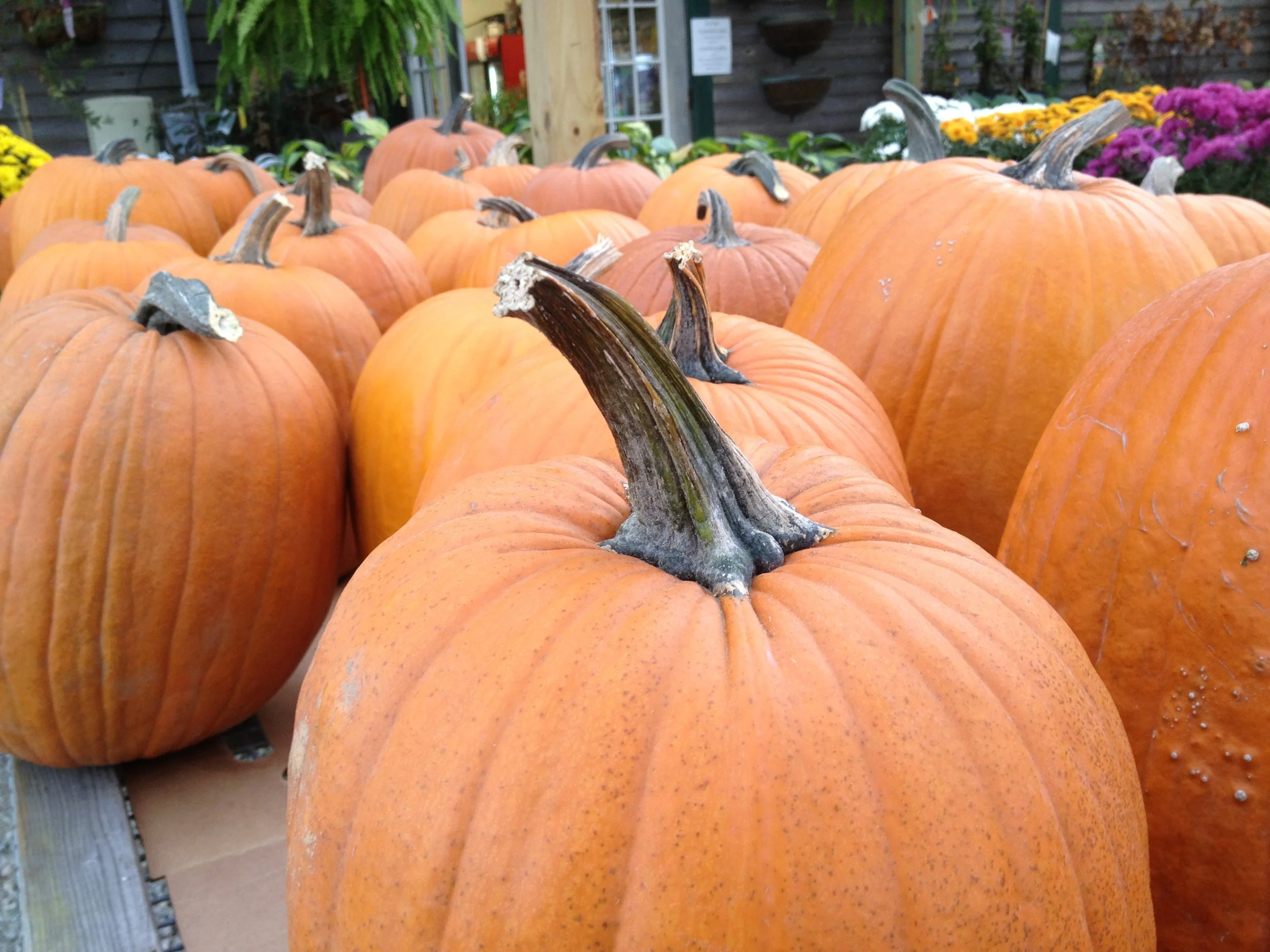 Roasted Pumpkin Seed Recipes