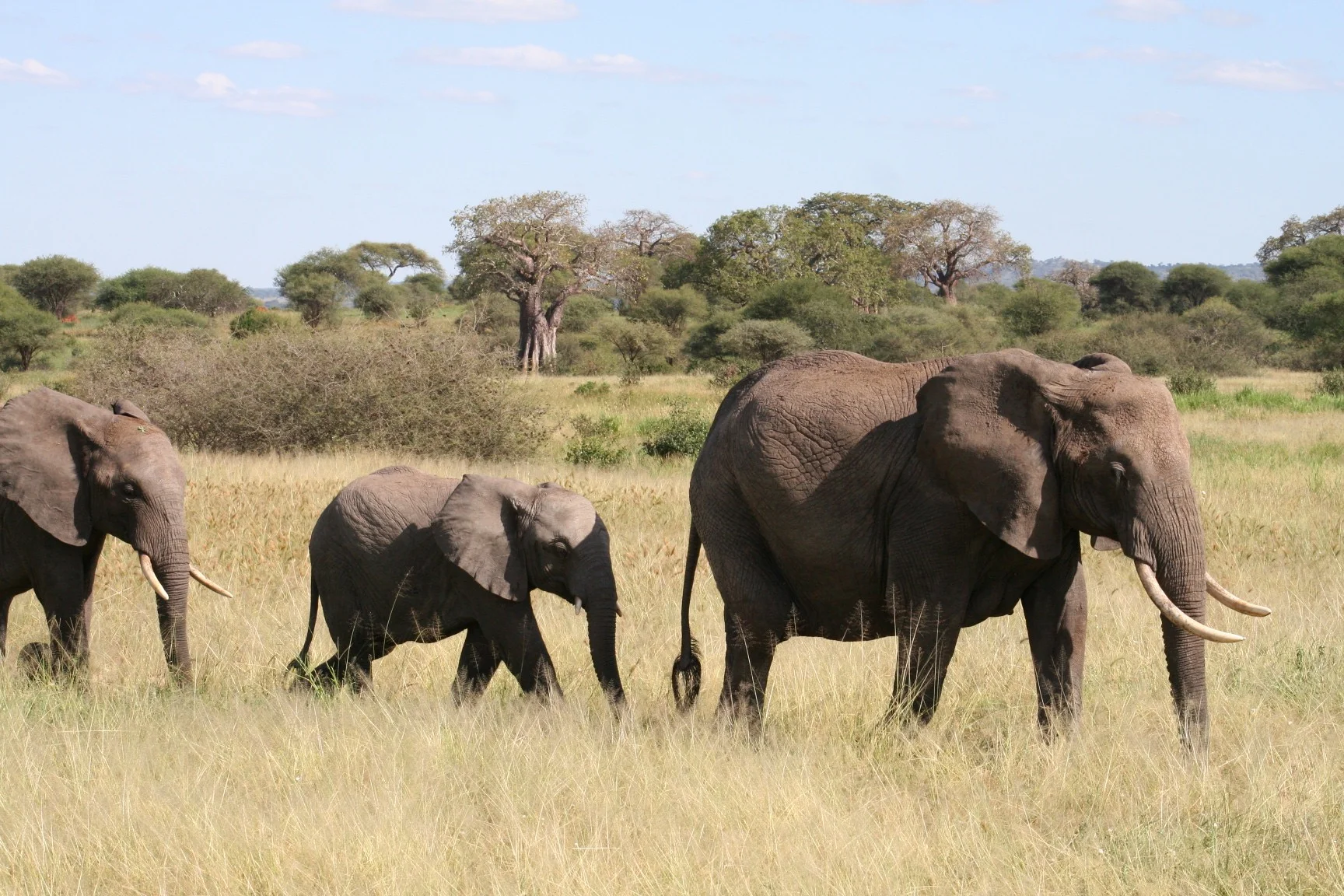 So Many Elephants!! | Our safari in Tarangire National Park | Tanzania, Africa