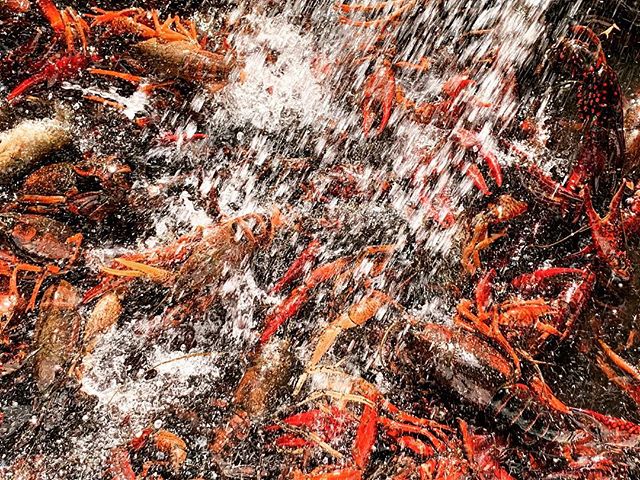 Crawfish washing before boil, Houston, Texas. #crawfish #crawfishboil #crawfishhouston #iphonexsmax #houstonphotographer