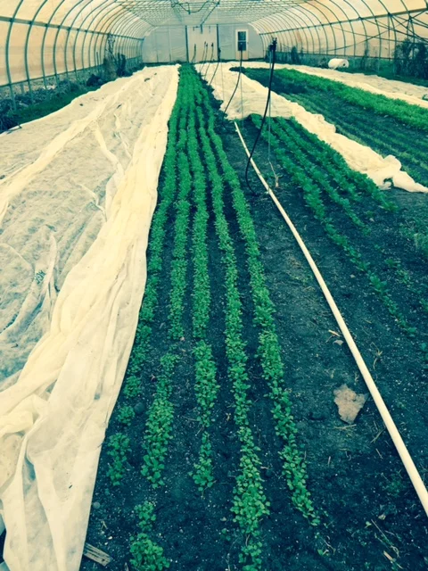 Why wouldn't you prefer something grown nearby to something shipped from a thousand miles away - or another country?