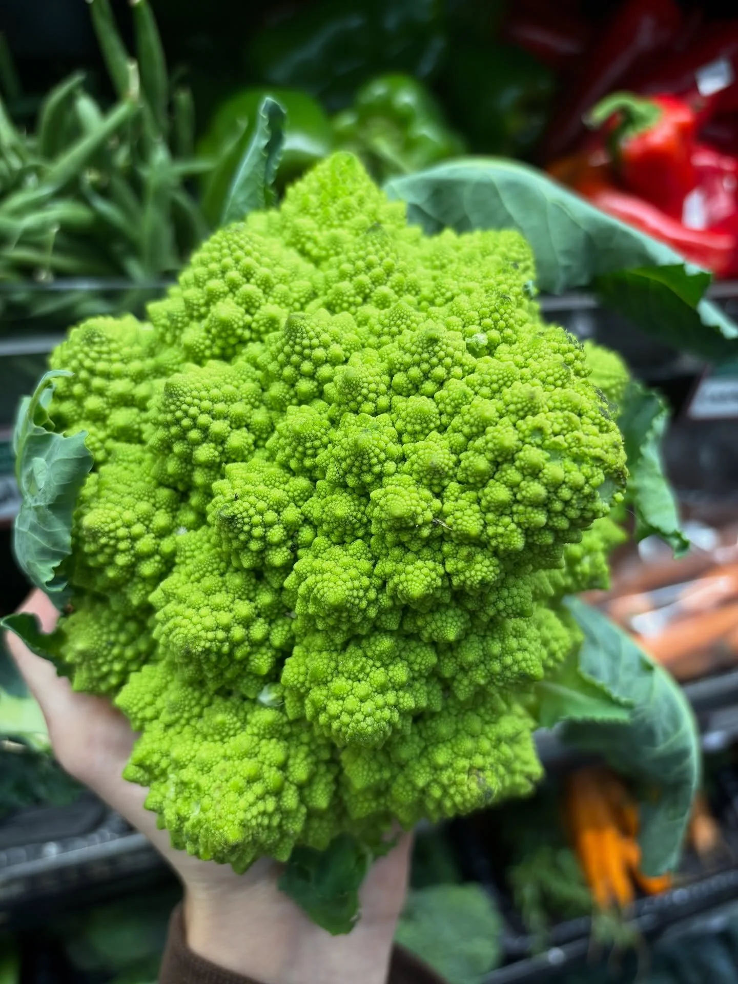 Have you ever seen a more beautiful Romanesco cauliflower? This stunning brassica isn’t just a feast for the eyes — its mesmerizing, fractal-like pattern is a natural example of the Fibonacci sequence. Nature really flexed its math skills