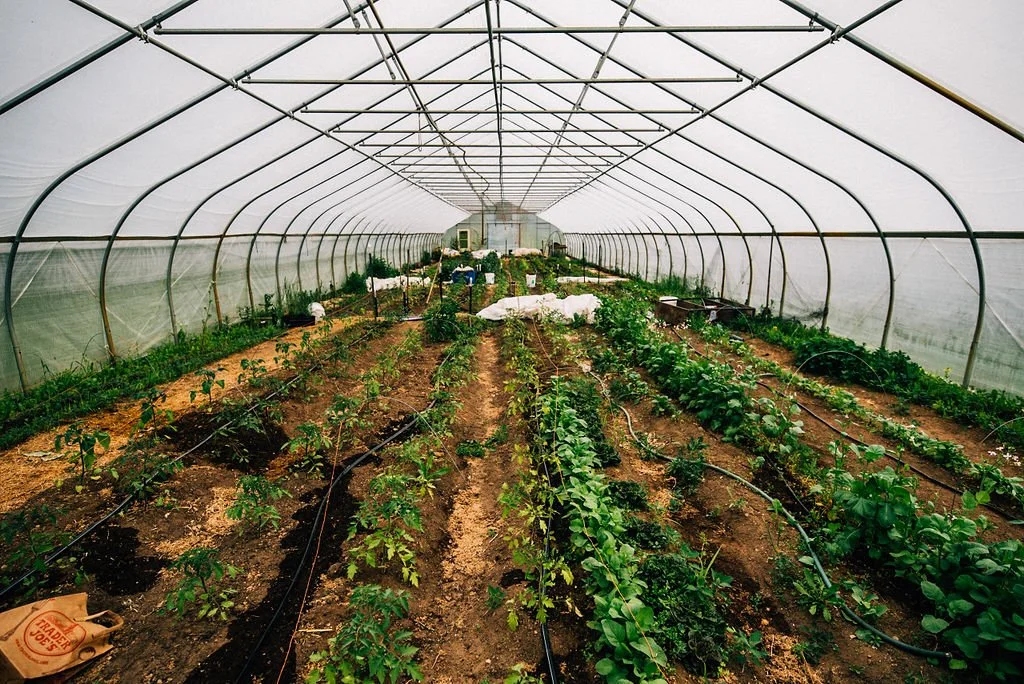 Small farms like Green Things Collective support more environmentally friendly growing practices