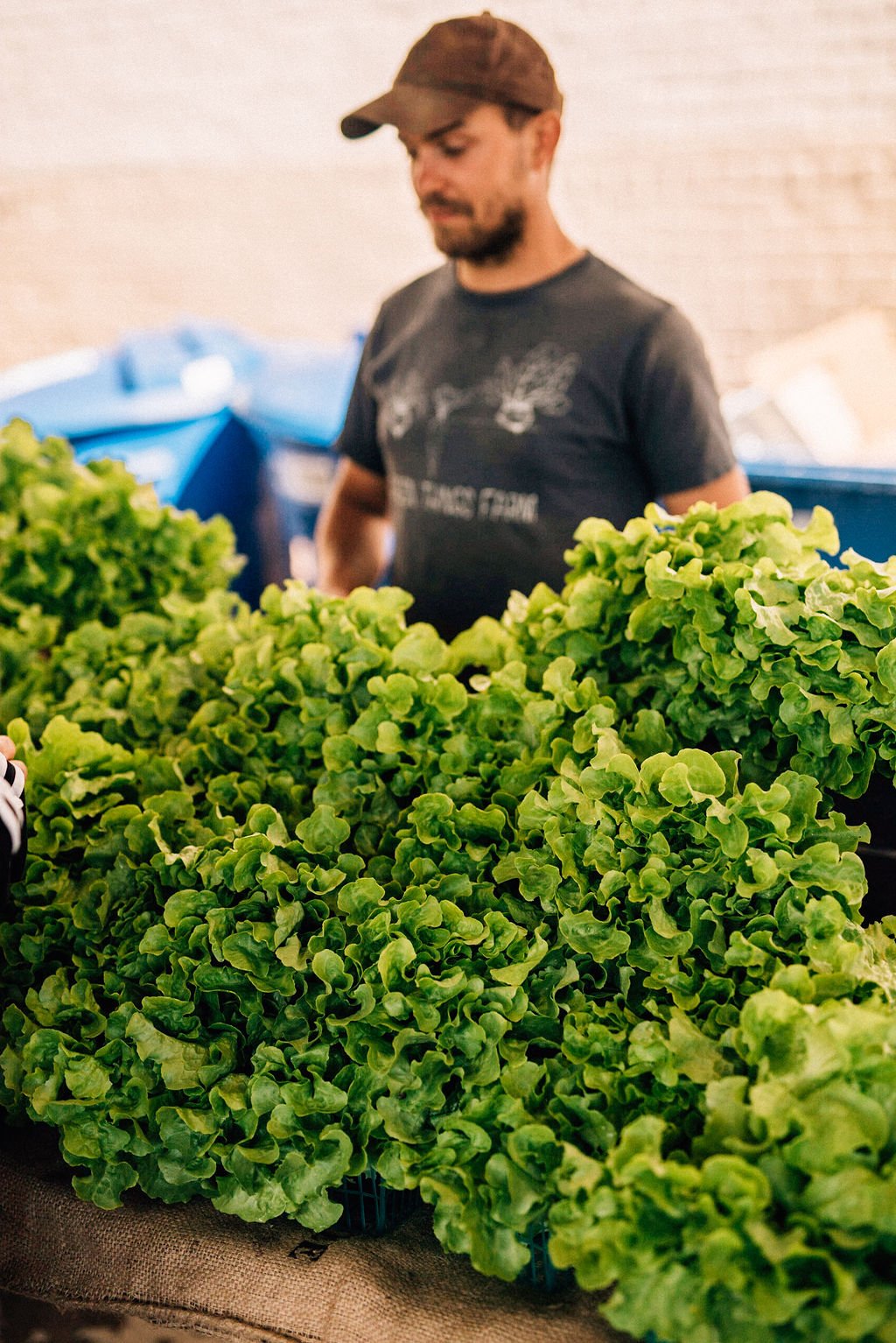 Green Things Farm Selling Lettuce At The Farmers Market