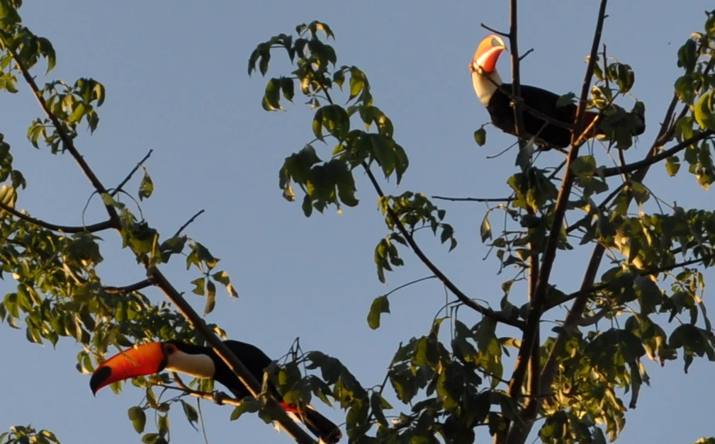 Tucans in Abadiania