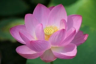 pink.lotus.40pct.jpeg