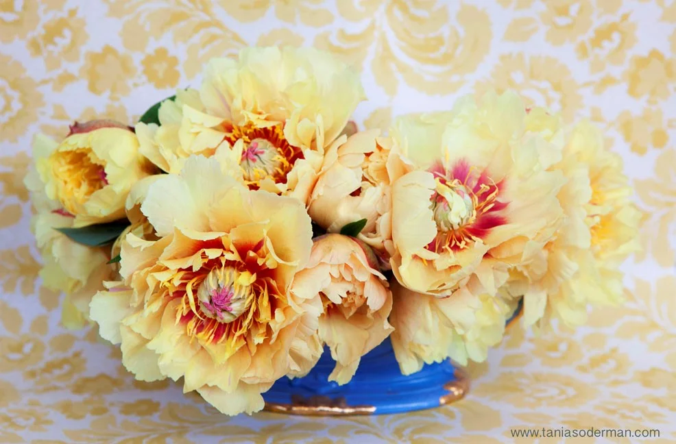 Yellow8.jpg