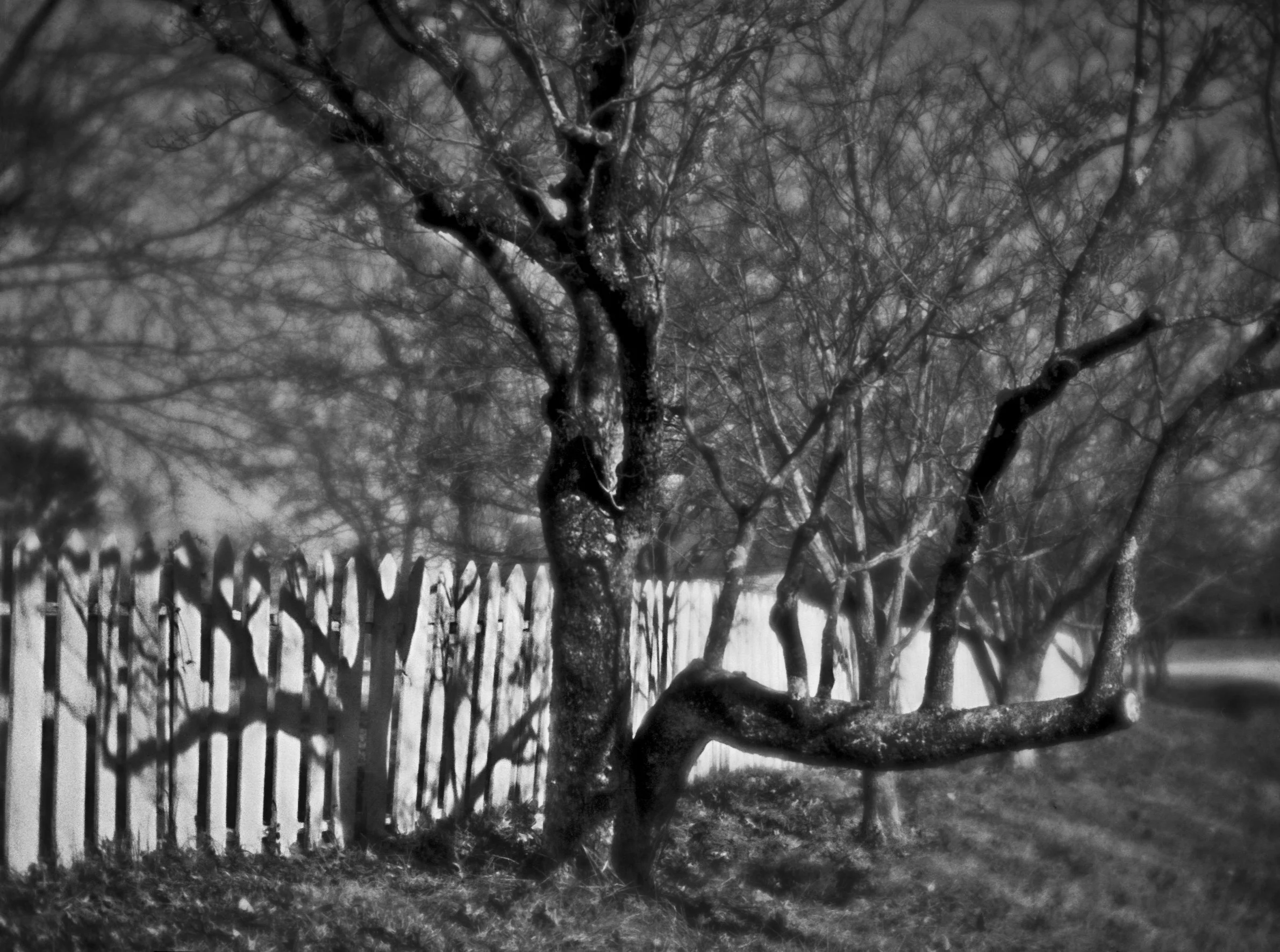 Tree and Shadow