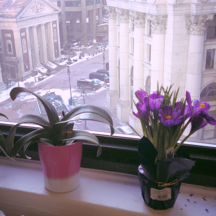 Ah, the joy of flowers that bloom in the midst of the dreariness of winter. It reminds me of one of my favorite quotes: "There came a time when the risk to remain tight in the bud was more painful than the risk it took to blossom." Anais Nin