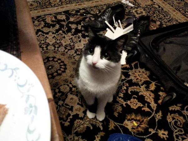 Kittie on Rug