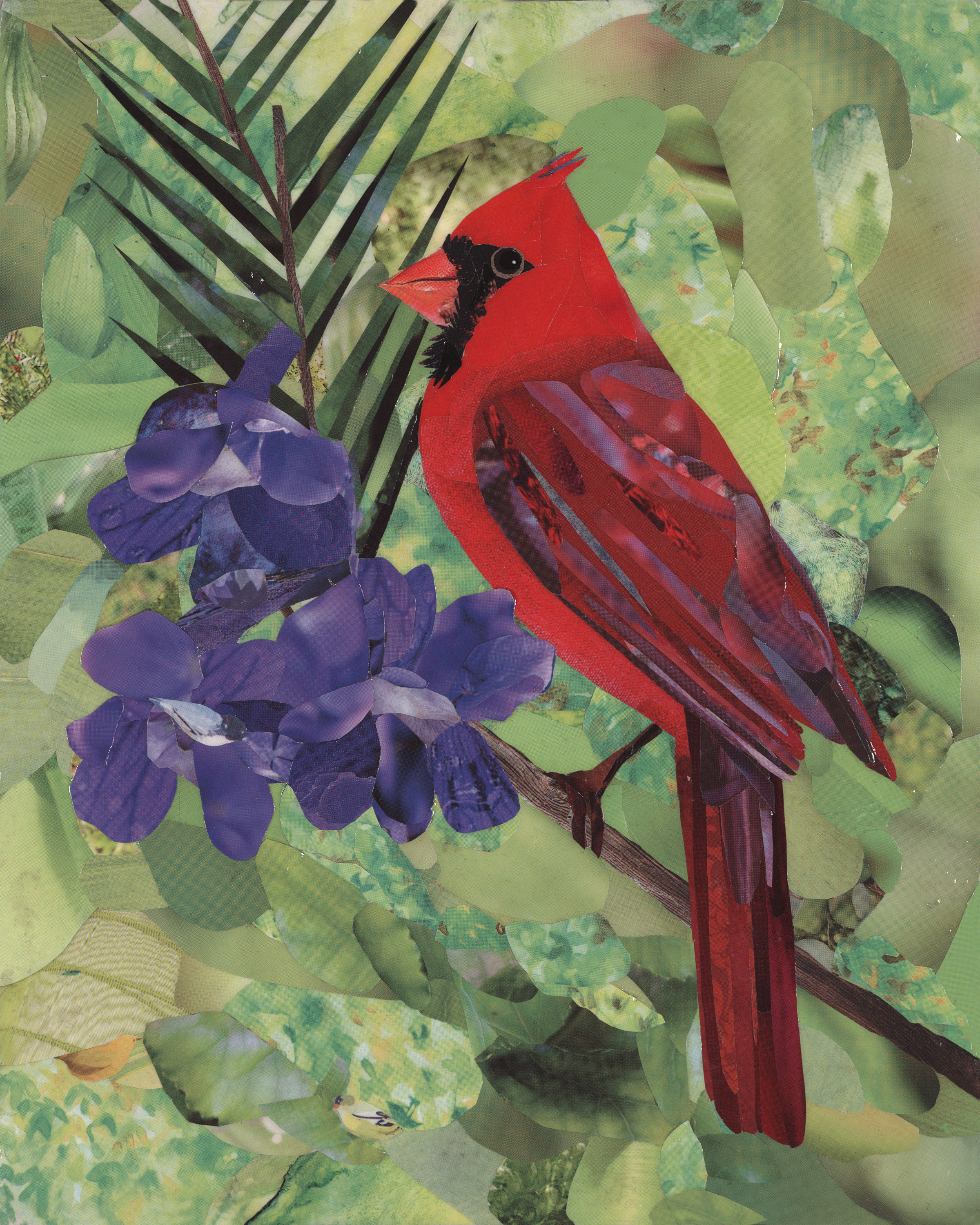 Male Cardinal 