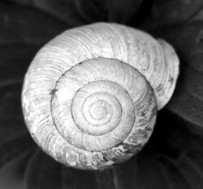 527_Shell 2.jpg