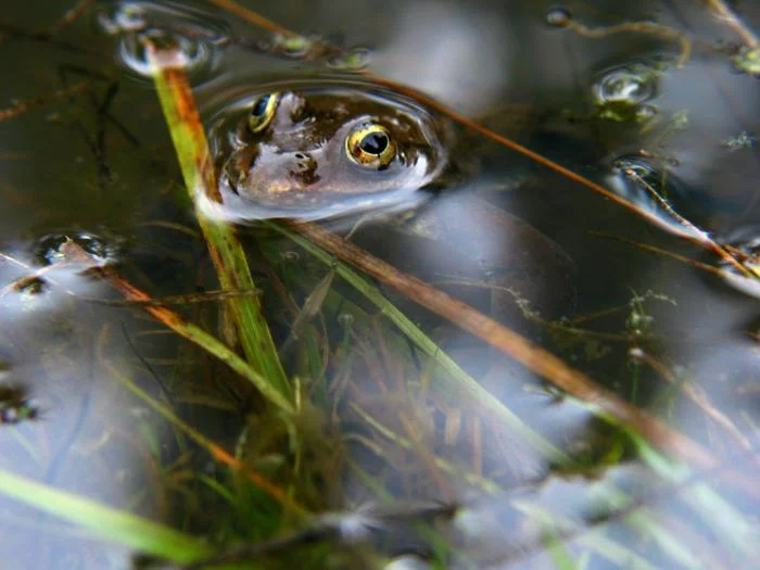 480_Floating-Frog.jpg
