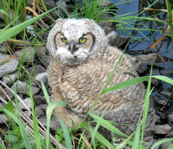 440_Long-eared-owl-3.jpg