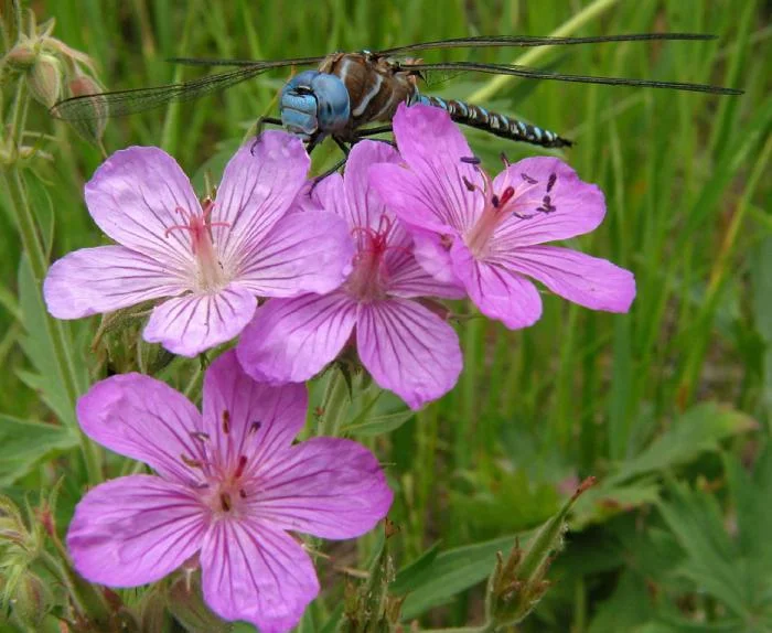 477_Dragonfly2a.jpg