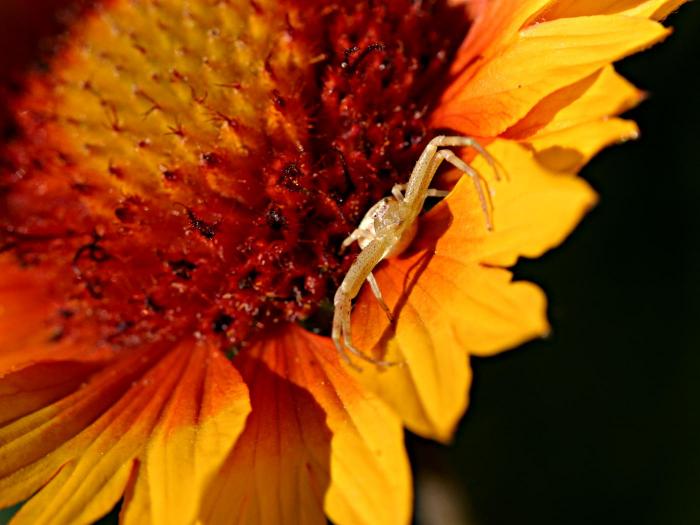 494_spider.jpg