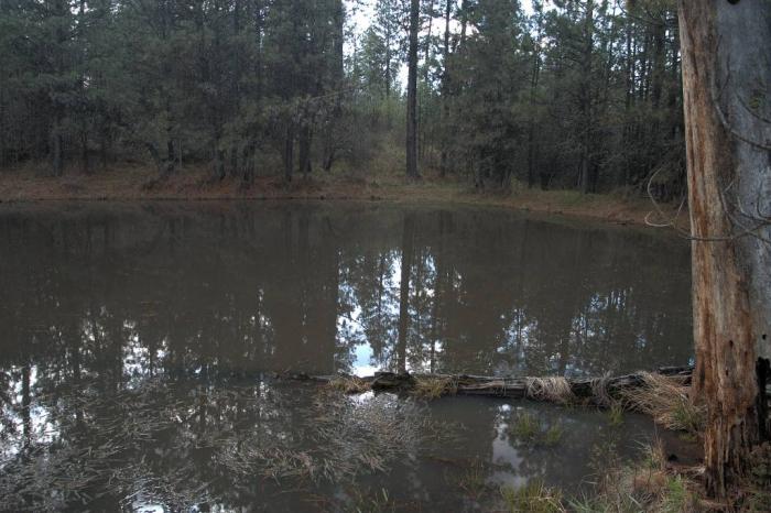 365_woodland pond_0554.jpg