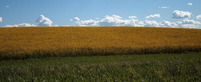 427_rapeseed_1090.jpg